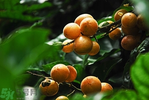 孕婦能吃黃皮果嗎？孕婦吃黃皮果好嗎？