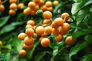 孕婦能吃黃皮果嗎？孕婦吃黃皮果好嗎？