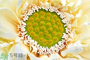 蓮蓬是什么東西？蓮蓬是什么顏色的？