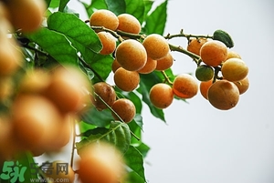 孕婦能吃黃皮果嗎？孕婦吃黃皮果好嗎？