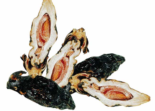 嚼檳榔的好處和壞處 嚼檳榔頭暈怎么回事？