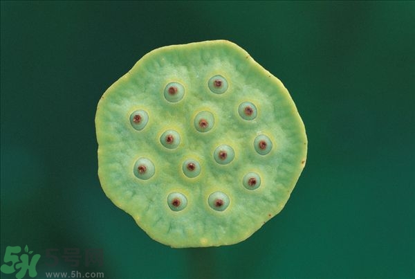 蓮蓬是什么東西？蓮蓬是什么顏色的？