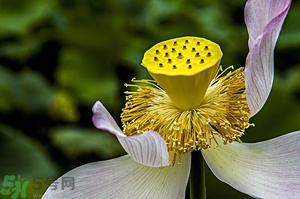 蓮蓬是什么東西？蓮蓬是什么顏色的？