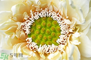 蓮蓬是什么東西？蓮蓬是什么顏色的？