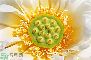 蓮蓬可以多吃嗎？蓮子吃多了會怎樣？