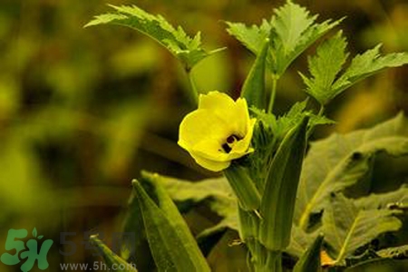秋葵花的功效和作用 秋葵花的營養(yǎng)價(jià)值和禁忌 秋葵花的功效和作用 秋葵花的營養(yǎng)價(jià)值和禁忌
