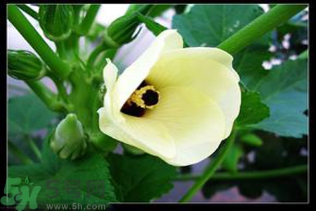 秋葵花的功效和作用 秋葵花的營養(yǎng)價(jià)值和禁忌 秋葵花的功效和作用 秋葵花的營養(yǎng)價(jià)值和禁忌