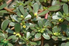 馬齒莧是不是發(fā)物？馬齒莧是發(fā)物嗎？