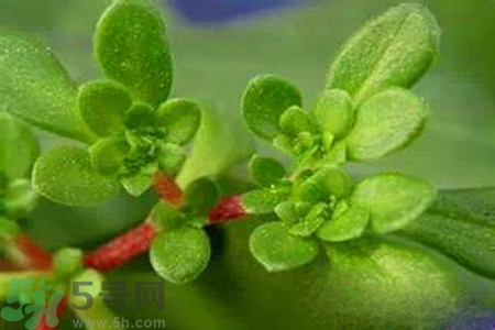 馬齒莧是不是發(fā)物？馬齒莧是發(fā)物嗎？