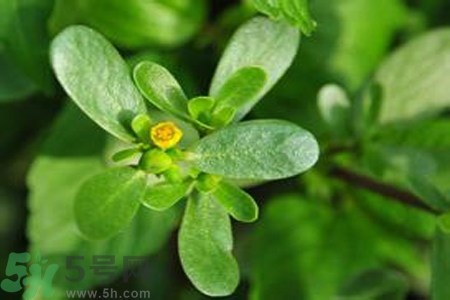 馬齒莧的功效作用及營養(yǎng)價值 馬齒莧的禁忌和副作用 馬齒莧的功效作用及營養(yǎng)價值 馬齒莧的禁忌和副作用