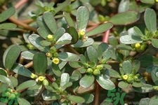 馬齒莧是酸性還是堿性？馬齒莧是堿性嗎？