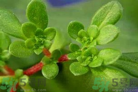 馬齒莧是酸性還是堿性？馬齒莧是堿性嗎？