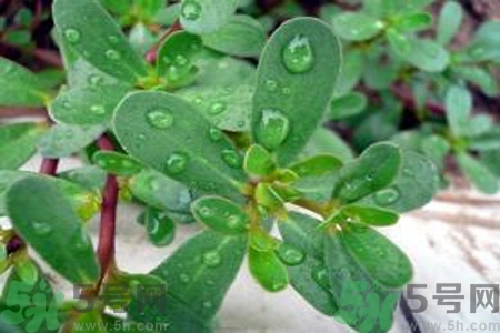 馬齒莧是酸性還是堿性？馬齒莧是堿性嗎？