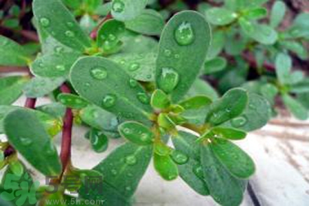 馬齒莧能治療扁平疣嗎？馬齒莧怎么治療扁平疣？