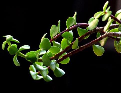 馬齒莧可以治療濕疹嗎？馬齒莧怎么治療濕疹？