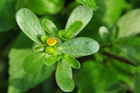 馬齒莧可以治療濕疹嗎？馬齒莧怎么治療濕疹？