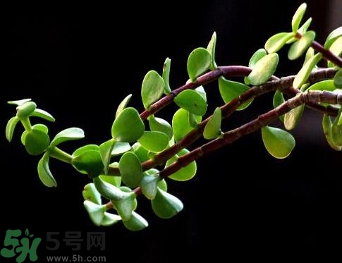 馬齒莧可以去痘痘嗎？馬齒莧敷臉去痘痘有什么副作用嗎？