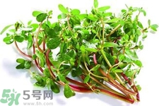 馬齒莧可以去痘痘嗎？馬齒莧敷臉去痘痘有什么副作用嗎？