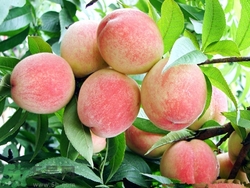 孕婦能不能吃水蜜桃?孕婦吃水蜜桃有什么好處 孕婦能不能吃水蜜桃?孕婦吃水蜜桃有什么好處