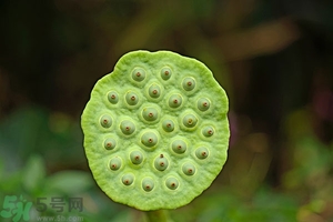 蓮蓬可以多吃嗎？蓮子吃多了會怎樣？