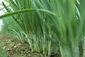 吃韭菜能減肥嗎？韭菜的功效與作用