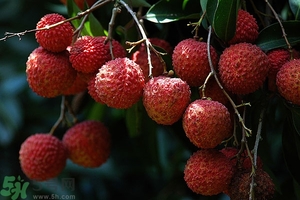 吃荔枝有什么壞處？荔枝的功效與禁忌