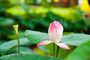 蓮蓬可以多吃嗎？蓮子吃多了會怎樣？