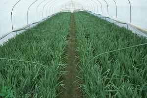 吃韭菜能減肥嗎？韭菜的功效與作用