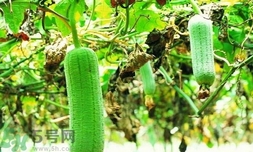 隔夜的絲瓜能吃嗎?隔夜的絲瓜可以吃嗎? 隔夜的絲瓜能吃嗎?隔夜的絲瓜可以吃嗎?