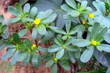 馬齒莧不能和什么一起吃？馬齒莧的食用禁忌