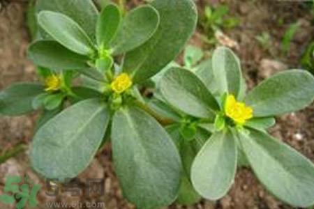 馬齒莧不能和什么一起吃？馬齒莧的食用禁忌