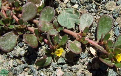 馬齒莧不能和什么一起吃？馬齒莧的食用禁忌