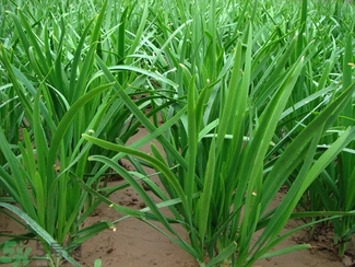 韭菜能放冰箱里嗎?韭菜放冰箱里能放多久 韭菜能放冰箱里嗎?韭菜放冰箱里能放多久