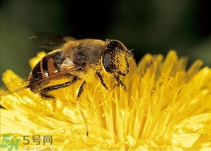 蜂蜜放久了有酒味是怎么回事？蜂蜜有酒味還能喝嗎？