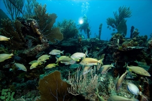 深潛危險(xiǎn)么？深潛注意事項(xiàng)有哪些？