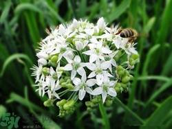 韭菜花是什么?韭菜花能吃嗎 韭菜花是什么?韭菜花能吃嗎