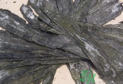 新鮮海帶是什么顏色?正常海帶是什么顏色? 新鮮海帶是什么顏色?正常海帶是什么顏色?