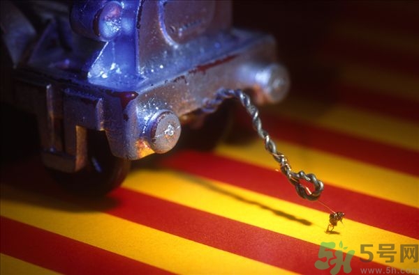 家里有跳蚤怎么快速去除？屋里有跳蚤怎么消滅掉？