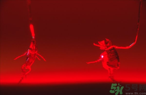 家里有跳蚤怎么快速去除？屋里有跳蚤怎么消滅掉？