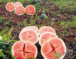 如何辨別催熟的西瓜？催熟的西瓜是什么樣的？