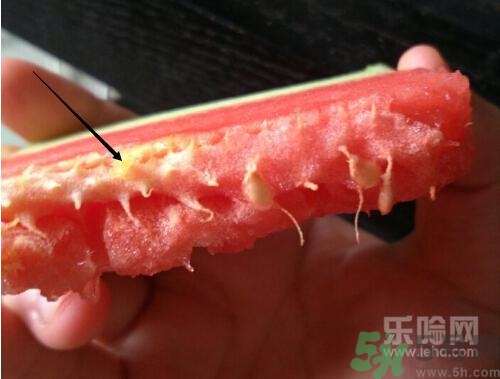 如何辨別催熟的西瓜？催熟的西瓜是什么樣的？