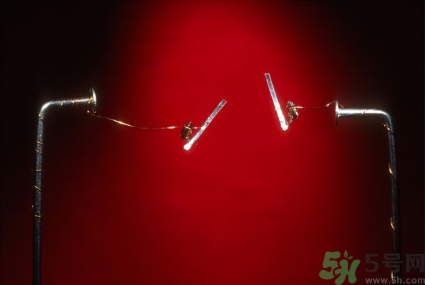 家里有跳蚤怎么快速去除？屋里有跳蚤怎么消滅掉？