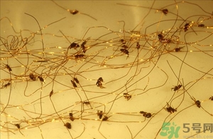 家里有跳蚤怎么快速去除？屋里有跳蚤怎么消滅掉？