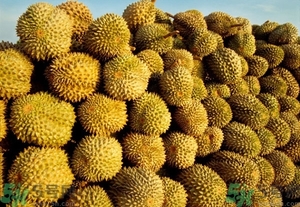 榴蓮能放冰箱嗎？榴蓮放在冰箱能保存幾天？