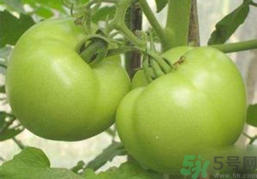 青番茄能吃嗎？青番茄有毒嗎？