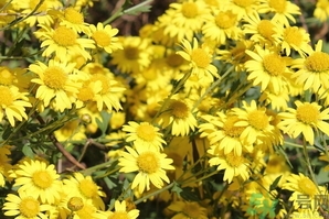 蓮子心和菊花能一起喝嗎?蓮子心和菊花泡水喝的功效 蓮子心和菊花能一起喝嗎?蓮子心和菊花泡水喝的功效