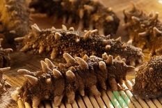 海參怎么保存和食用?干海參怎么保存? 海參怎么保存和食用?干海參怎么保存?