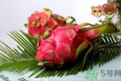 火龍果有點(diǎn)爛了還能吃嗎?火龍果有點(diǎn)爛了怎么處理 火龍果有點(diǎn)爛了還能吃嗎?火龍果有點(diǎn)爛了怎么處理