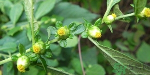 鹿活草真的有嗎？鹿活草貴嗎鹿活草哪里有？