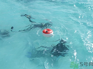 懷孕能浮潛嗎？什么人不適合潛水？